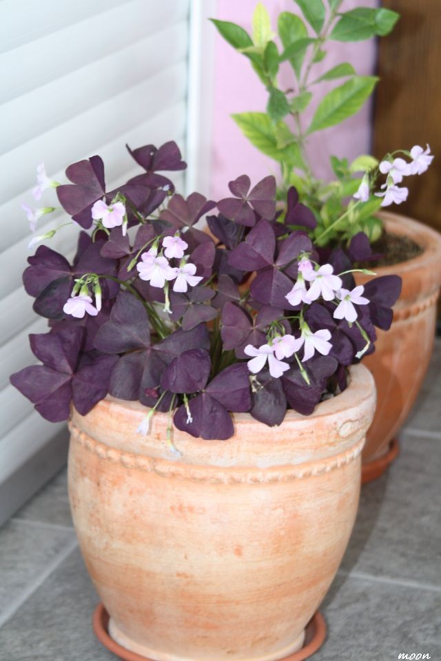 oxalis